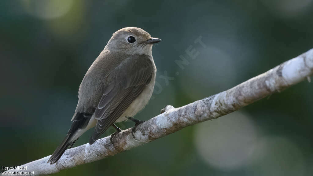 Taiga Flycatcher male adult post breeding, identification, pigmentation