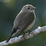 Taiga Flycatcher