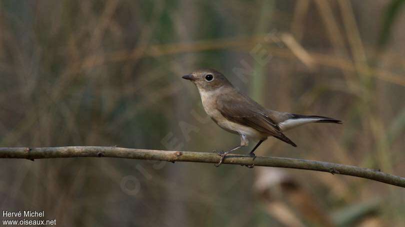 Taiga Flycatcher