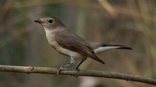 Taiga Flycatcher