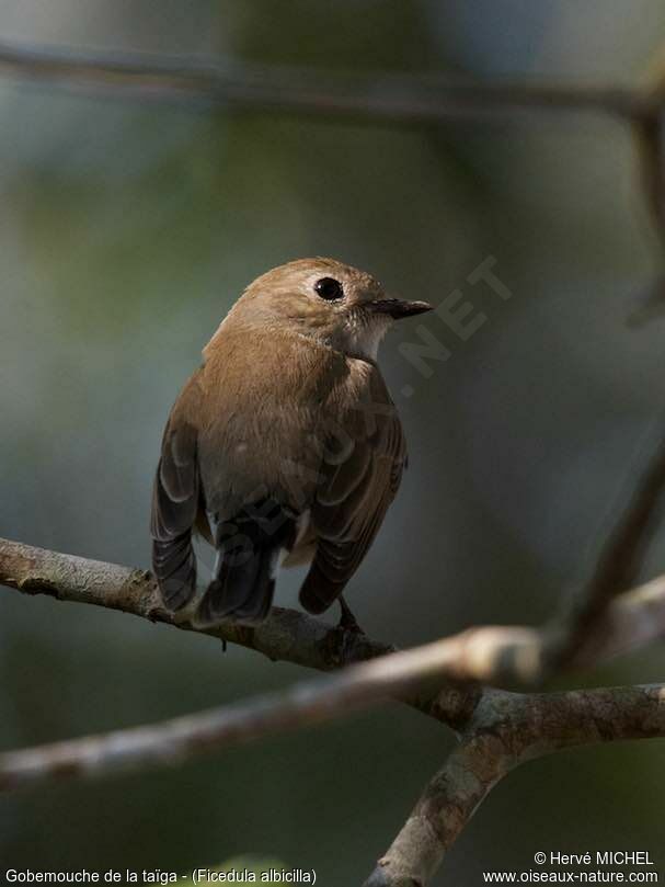 Taiga Flycatcher