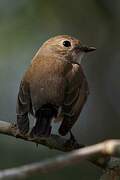 Taiga Flycatcher