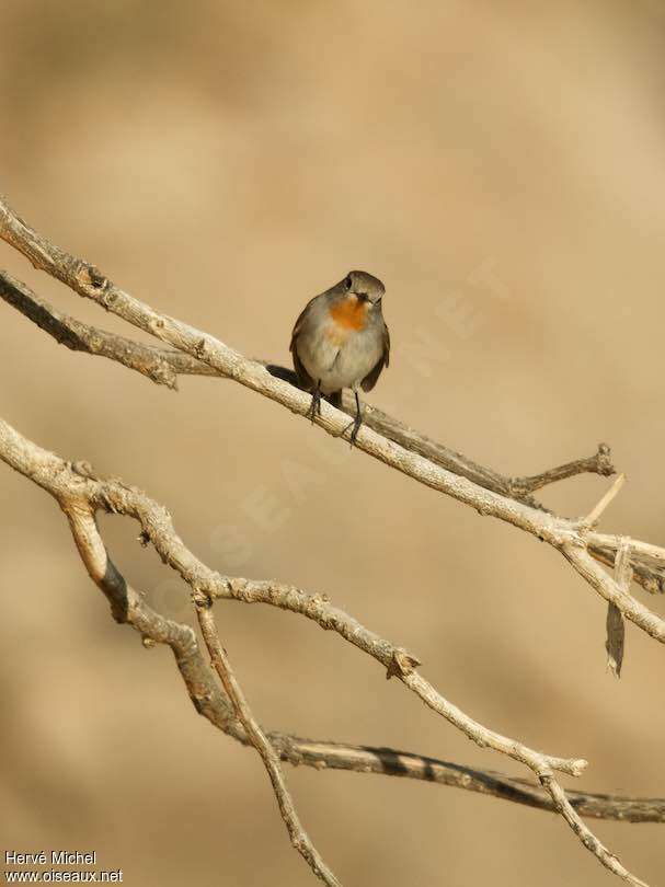 Taiga Flycatcher male adult breeding, fishing/hunting