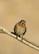 Taiga Flycatcher