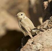 Taiga Flycatcher