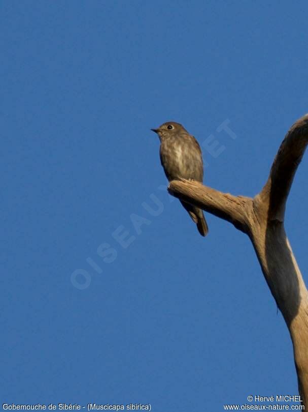 Dark-sided Flycatcher