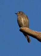 Dark-sided Flycatcher