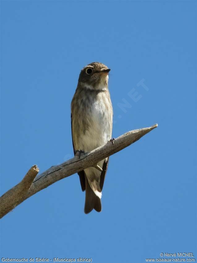 Dark-sided Flycatcher