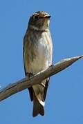 Dark-sided Flycatcher