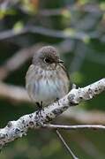 Dark-sided Flycatcher