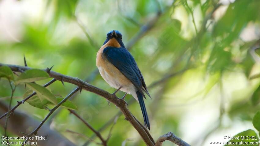 Tickell's Blue Flycatcher male adult