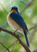 Tickell's Blue Flycatcher