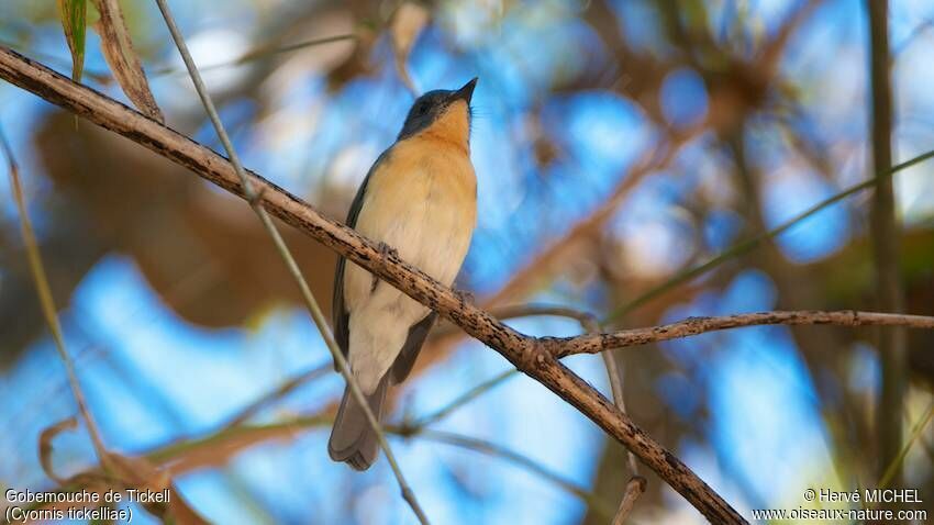 Tickell's Blue Flycatcher