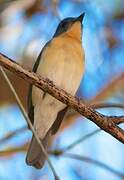 Tickell's Blue Flycatcher