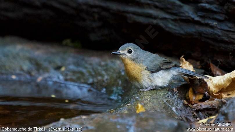 Tickell's Blue Flycatcher female adult