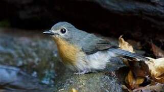 Tickell's Blue Flycatcher