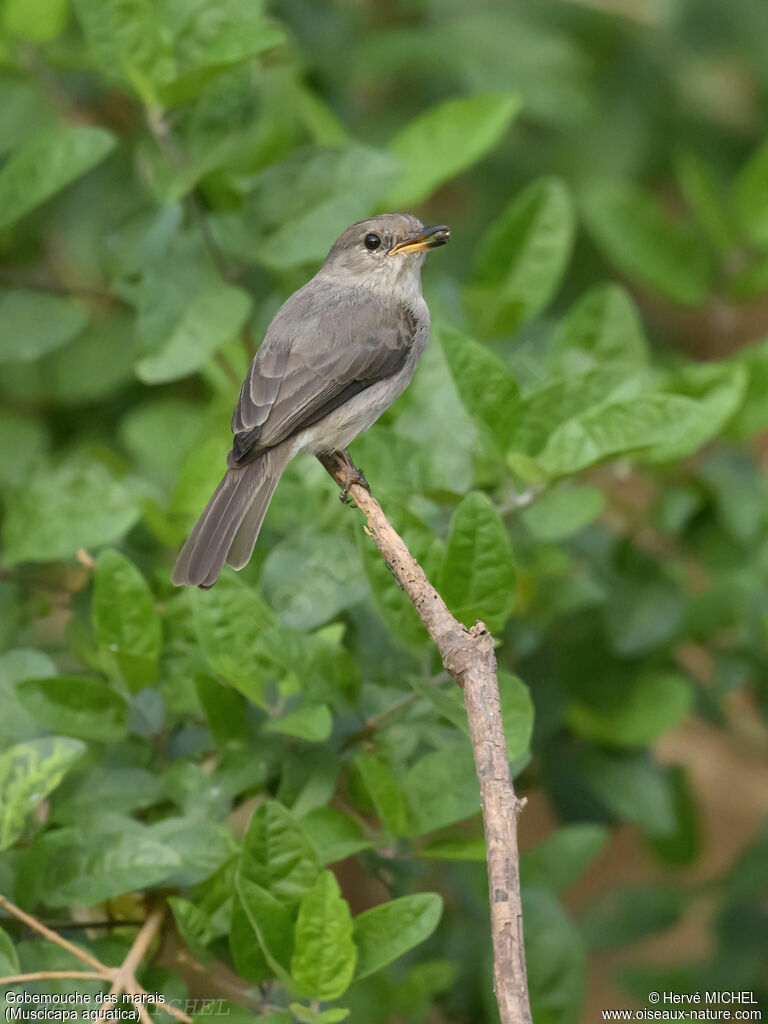 Swamp Flycatcher