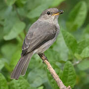 Swamp Flycatcher