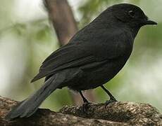 Gobemouche drongo