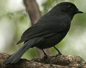 Gobemouche drongo