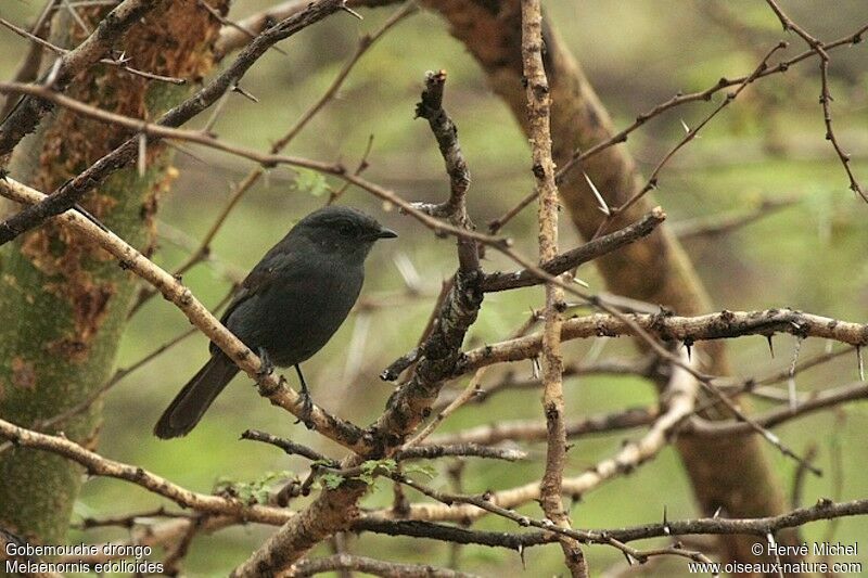 Gobemouche drongo