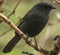 Northern Black Flycatcher