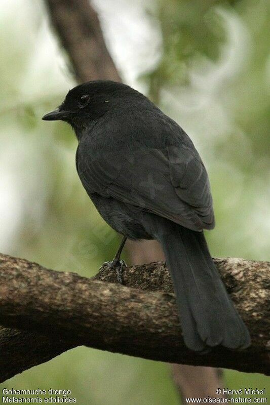 Gobemouche drongo