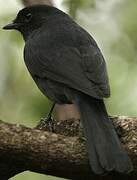 Gobemouche drongo