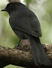 Gobemouche drongo