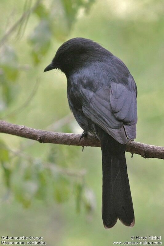 Gobemouche drongo