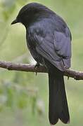 Northern Black Flycatcher