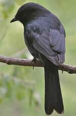 Gobemouche drongo