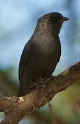 Gobemouche drongo