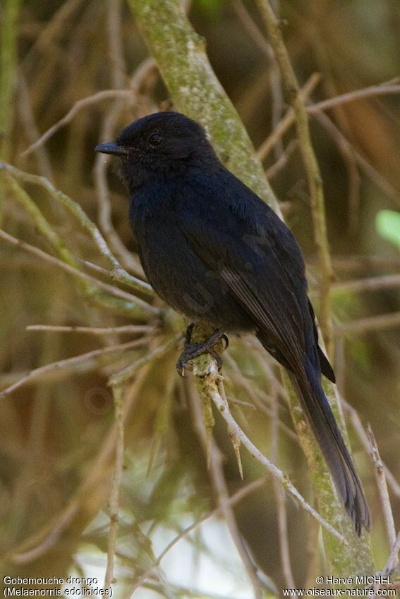 Gobemouche drongo