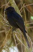 Gobemouche drongo