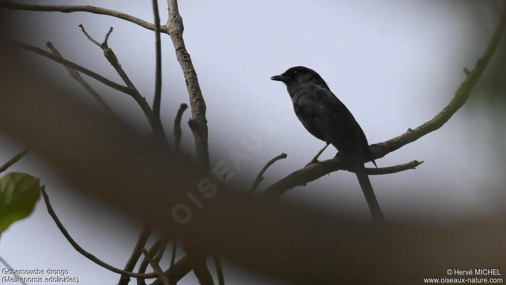 Gobemouche drongo