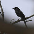 Gobemouche drongo