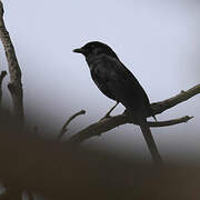 Northern Black Flycatcher