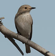 Spotted Flycatcher