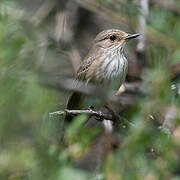 Spotted Flycatcher