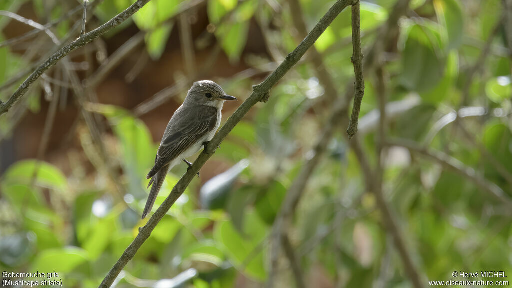 Spotted Flycatcheradult