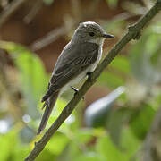 Spotted Flycatcher