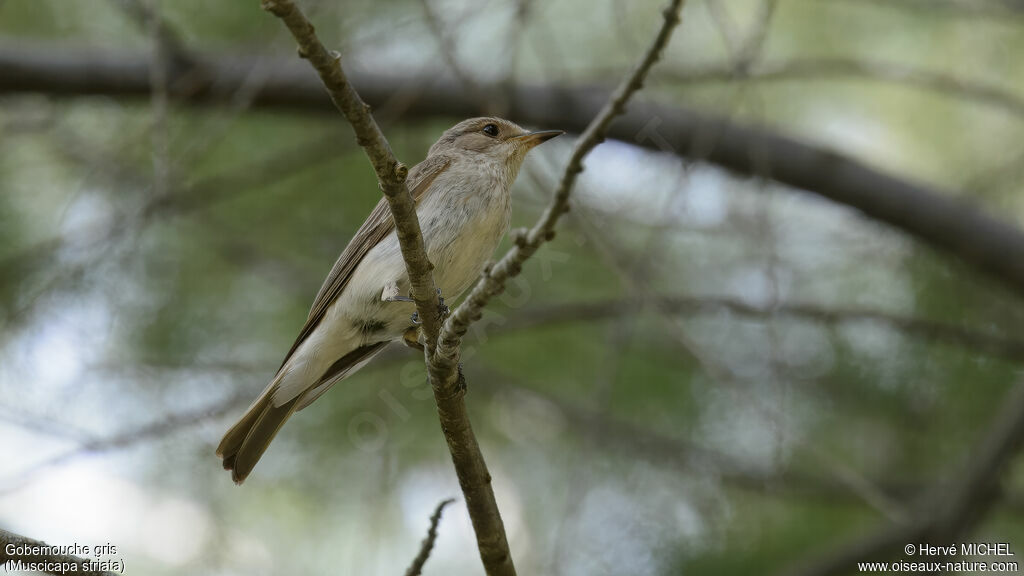 Spotted Flycatcher