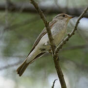 Spotted Flycatcher