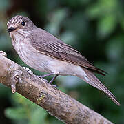 Spotted Flycatcher