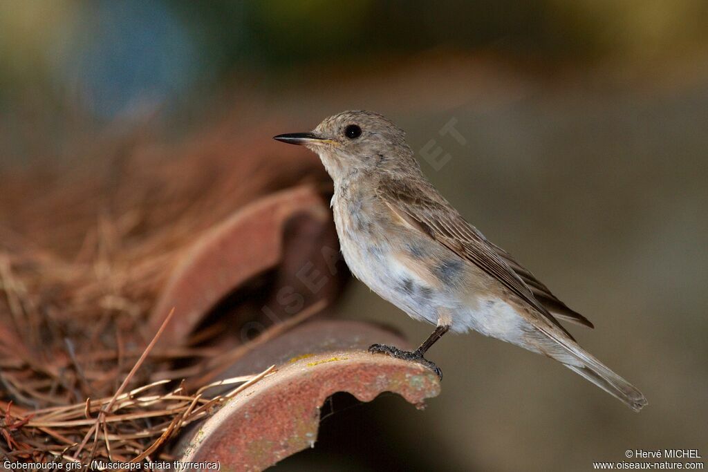 Spotted Flycatcher