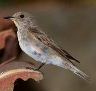 Spotted Flycatcher