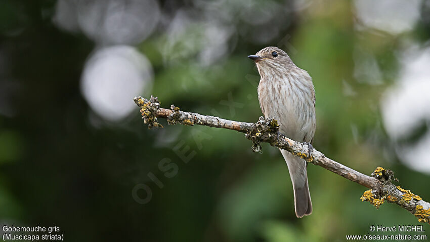 Spotted Flycatcher