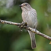 Spotted Flycatcher