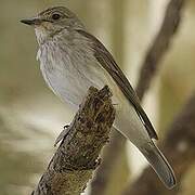 Spotted Flycatcher